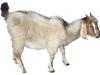 Goat5.jpg